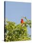 Summer Tanager-Gary Carter-Stretched Canvas