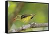 Summer Tanager-Gary Carter-Framed Stretched Canvas
