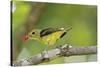 Summer Tanager-Gary Carter-Stretched Canvas