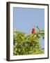 Summer Tanager-Gary Carter-Framed Photographic Print