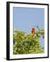 Summer Tanager-Gary Carter-Framed Photographic Print