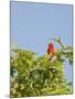 Summer Tanager-Gary Carter-Mounted Photographic Print