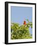 Summer Tanager-Gary Carter-Framed Photographic Print