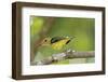 Summer Tanager-Gary Carter-Framed Photographic Print