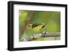 Summer Tanager-Gary Carter-Framed Photographic Print