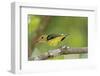 Summer Tanager-Gary Carter-Framed Photographic Print