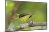 Summer Tanager-Gary Carter-Mounted Photographic Print