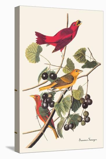 Summer Tanager-John James Audubon-Stretched Canvas