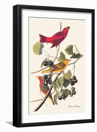 Summer Tanager-John James Audubon-Framed Art Print