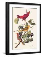 Summer Tanager-John James Audubon-Framed Art Print