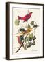 Summer Tanager-John James Audubon-Framed Art Print