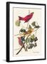 Summer Tanager-John James Audubon-Framed Art Print