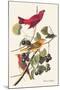 Summer Tanager-John James Audubon-Mounted Art Print