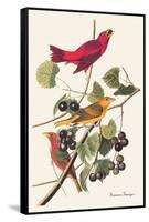 Summer Tanager-John James Audubon-Framed Stretched Canvas