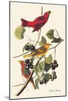 Summer Tanager-John James Audubon-Mounted Art Print