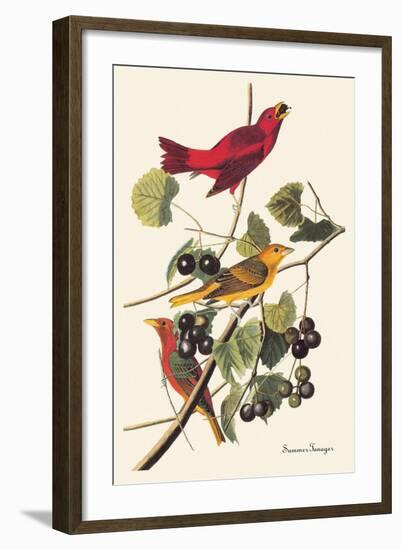 Summer Tanager-John James Audubon-Framed Art Print