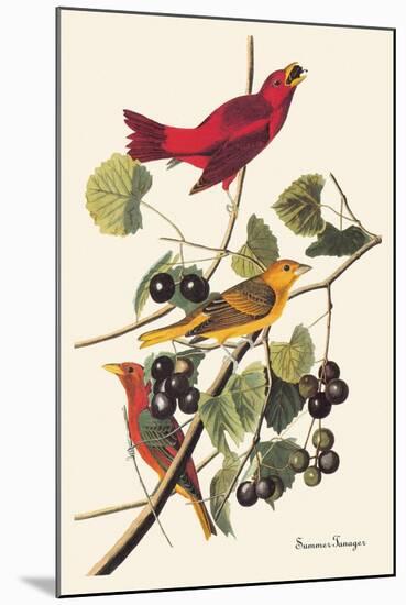 Summer Tanager-John James Audubon-Mounted Art Print