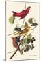 Summer Tanager-John James Audubon-Mounted Art Print