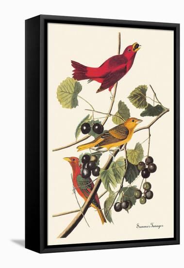 Summer Tanager-John James Audubon-Framed Stretched Canvas