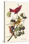 Summer Tanager-John James Audubon-Stretched Canvas