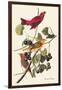 Summer Tanager-John James Audubon-Framed Art Print