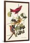 Summer Tanager-John James Audubon-Framed Art Print