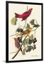 Summer Tanager-John James Audubon-Framed Art Print