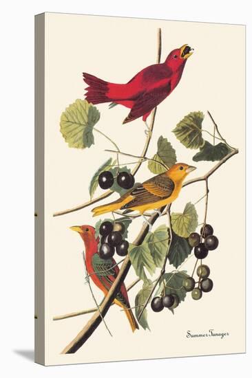 Summer Tanager-John James Audubon-Stretched Canvas