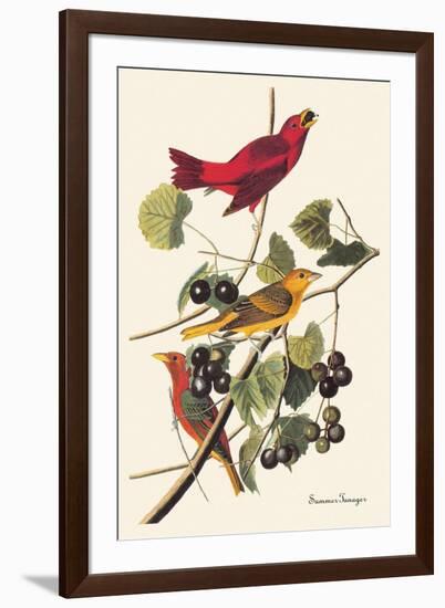 Summer Tanager-John James Audubon-Framed Art Print