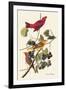 Summer Tanager-John James Audubon-Framed Art Print