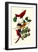 Summer Tanagers-John James Audubon-Framed Giclee Print