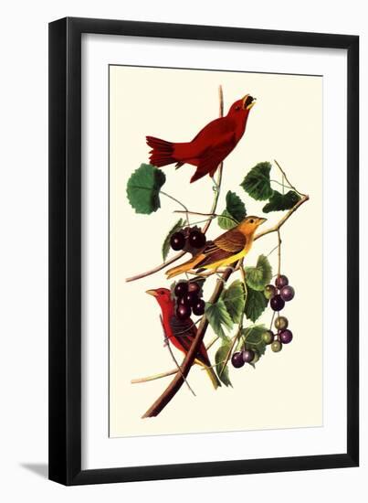 Summer Tanagers-John James Audubon-Framed Giclee Print