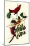 Summer Tanagers-John James Audubon-Mounted Giclee Print