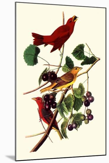 Summer Tanagers-John James Audubon-Mounted Giclee Print