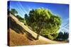Summer Tree-Sebastien Lory-Stretched Canvas