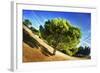 Summer Tree-Sebastien Lory-Framed Photographic Print