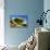 Summer Tree-Sebastien Lory-Mounted Photographic Print displayed on a wall