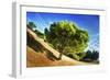 Summer Tree-Sebastien Lory-Framed Photographic Print