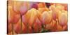 Summer Tulips-Luca Villa-Stretched Canvas