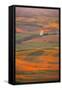 Summer Wheat, Barley and Lentil Fields, Washington, Palouse Area-Stuart Westmorland-Framed Stretched Canvas