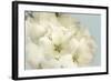 Summer Whites-Julie Greenwood-Framed Art Print