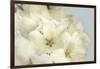 Summer Whites-Julie Greenwood-Framed Art Print