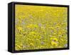 Summer Wildflower Meadow with Corn Marigold and Cornflower Uk, July-Gary Smith-Framed Stretched Canvas