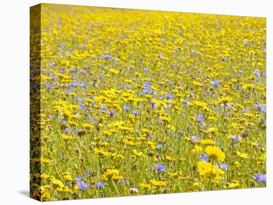 Summer Wildflower Meadow with Corn Marigold and Cornflower Uk, July-Gary Smith-Stretched Canvas