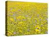 Summer Wildflower Meadow with Corn Marigold and Cornflower Uk, July-Gary Smith-Stretched Canvas