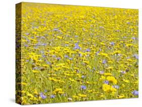 Summer Wildflower Meadow with Corn Marigold and Cornflower Uk, July-Gary Smith-Stretched Canvas