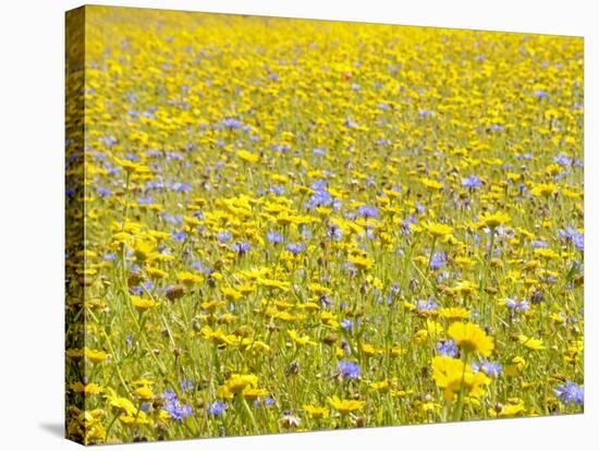 Summer Wildflower Meadow with Corn Marigold and Cornflower Uk, July-Gary Smith-Stretched Canvas