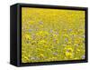 Summer Wildflower Meadow with Corn Marigold and Cornflower Uk, July-Gary Smith-Framed Stretched Canvas