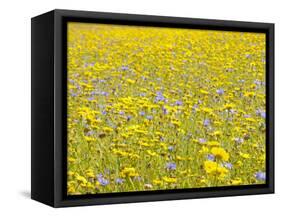 Summer Wildflower Meadow with Corn Marigold and Cornflower Uk, July-Gary Smith-Framed Stretched Canvas