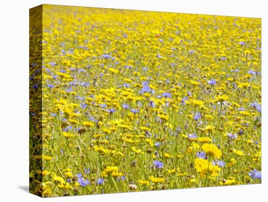 Summer Wildflower Meadow with Corn Marigold and Cornflower Uk, July-Gary Smith-Stretched Canvas